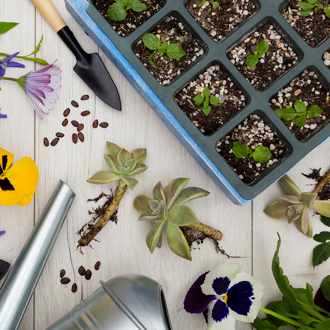 herbi craft - Starter-Kits-for-Medicinal-Plant-Cultivation